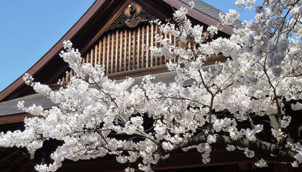 Hanami, the Cherry Blossoms in Tokyo